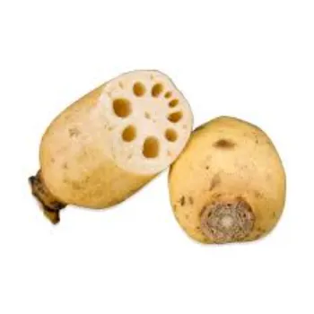 Organic Lotus Root